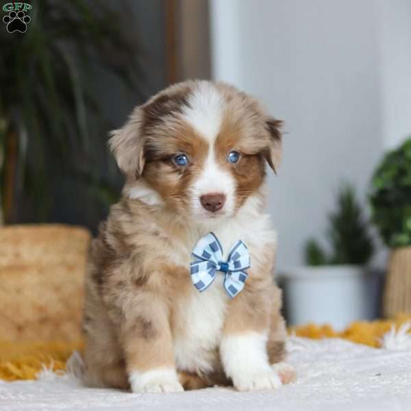 Bindi, Miniature Australian Shepherd Puppy